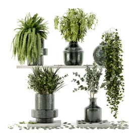 Collection indoor plants in glass pots